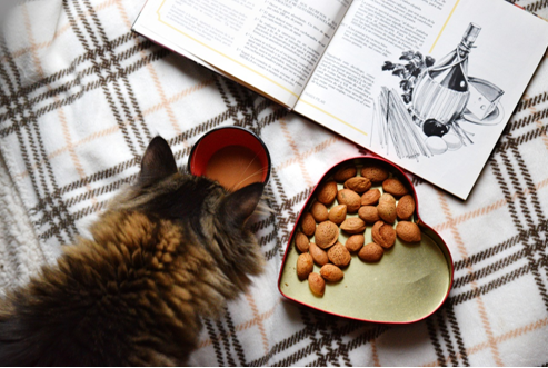 هل القطط لا تميز الأكل؟