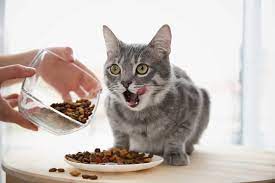 اسباب رفض القطط للاكل
