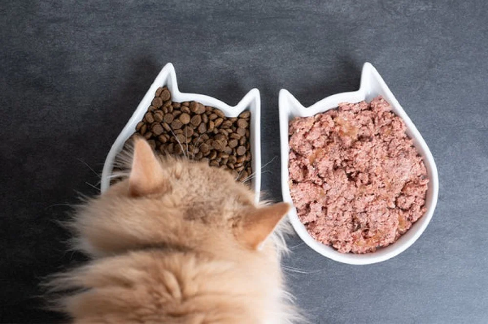 طريقة عمل اكل القطط المجفف