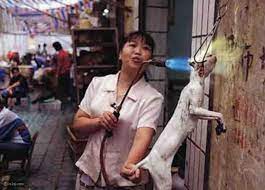 اكل القطط في الصين