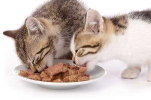 الأكلات التي تحبها القطط
