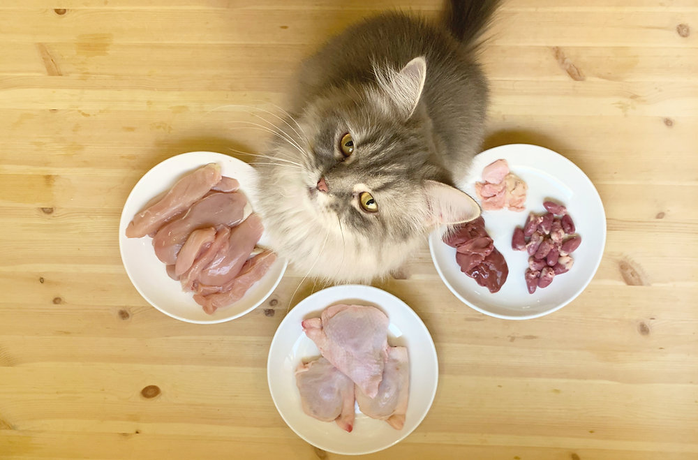 كيف تصنع اكل للقطط