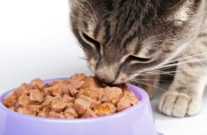 كيف يمكن التعامل مع القطط في الأكل