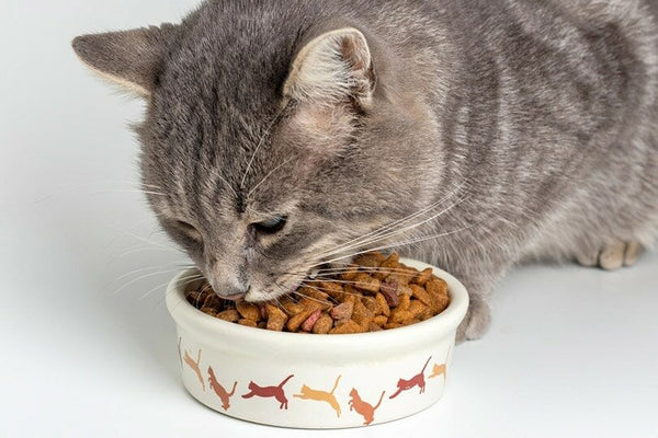  بيربو اكل قطط 