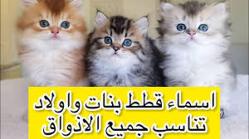 أسماء بنات كالقطط الصغيرة: 15 اسمًا ظريفًا - مجموعة الأسماء الثالثة