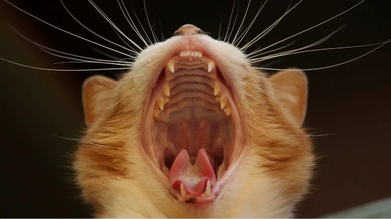 اسنان القط