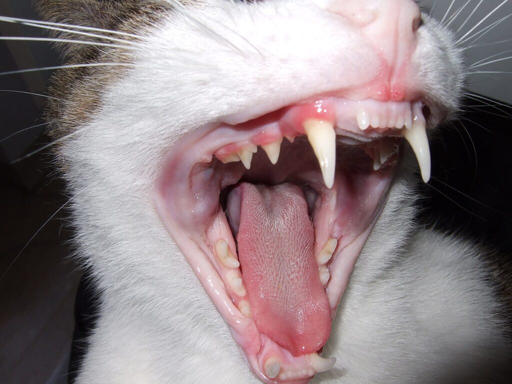 اسنان القط
