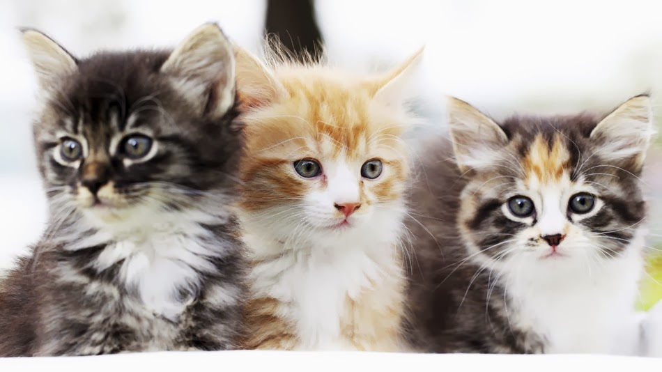 تساؤلات تدور حول حكم بيع القطط… اعرف رأى دار الافتاء 