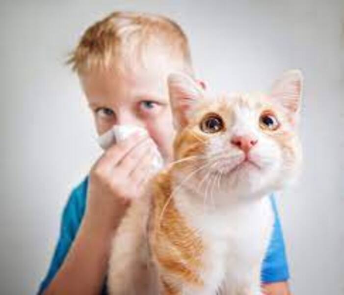 حساسية القطط