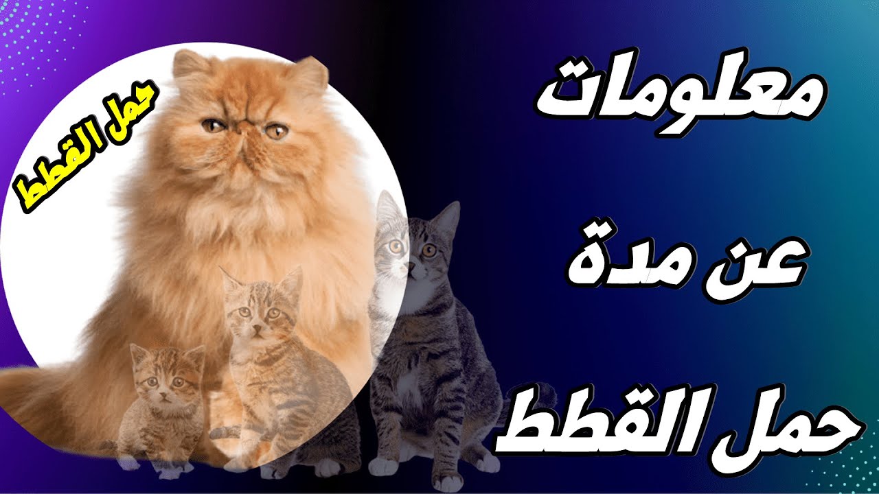 مدة حمل القطط