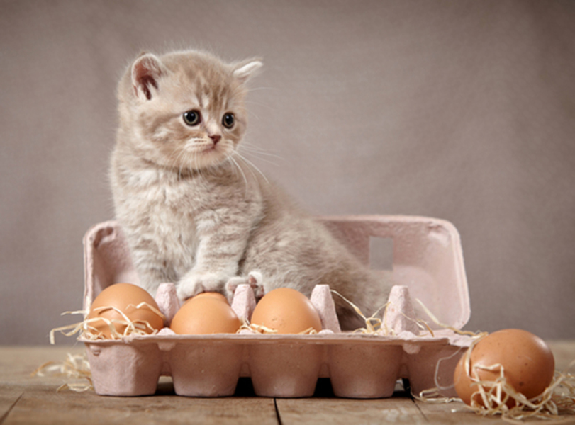 البيض للقطط