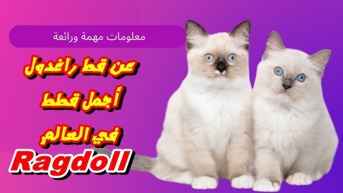 قط راغدول